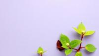 African Plant Compounds Emerge as Digital Leads Against River Blindness Parasite