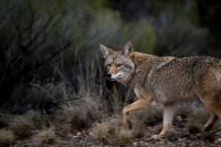 Arizona mom uses flip-flop to fight off coyote attacking her 4-year-old daughter