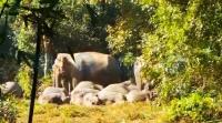 GPS study maps Assam elephant ranges over 500 sq km, highlights conflict risks