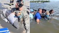 Florida dolphin rescued by locals keeps cruising Matlacha Pass, satellite tracking shows