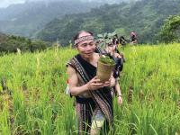 How Vietnam's Xo Dang people honor the spirit of Ngoc Linh ginseng