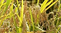 Sod will turn for new rice storage hub Friday
