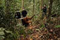 Indonesia moves 8 endangered orangutans to safety