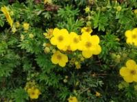 Tiny Irish Wildflower Can Help Fight Antibiotic-resistant Pathogens
