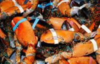 Researchers at the University of Maine are turning discarded lobster shells into golf tees