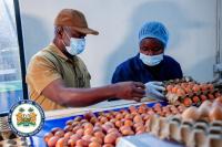 If Sierra Leone Wants Food Sovereignty, It Must Start with the Chicken and the Egg