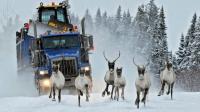How a loophole in Canada's species-at-risk law can leave wildlife in limbo