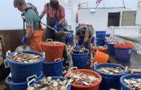 NOAA Fisheries makes 14 grant awards to research Atlantic scallops