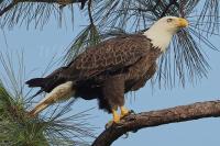 Branching Out: Southwest Florida’s Famous Eagle M15 Scouts a Second Home