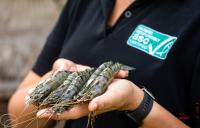 ASC reveals strong year of farm-level improvements in latest Impact Report, targets deeper aquaculture impact moving forward