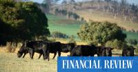 Beef wars: Australia and Brazil vie for America’s meat lovers