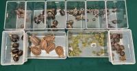 Hong Kong Customs Seizes 164 Live Turtles Worth About $320,000 at Lok Ma Chau Spur Line Control Point