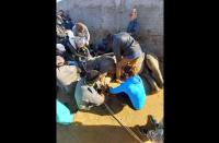 Scientists develop new way to monitor rhinos under anaesthesia