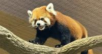 Taipei Zoo red panda Chi-Chi adjusting well in Singapore