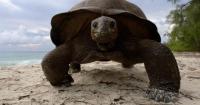 Giant tortoises back from brink of extinction – and now outnumber humans in Seychelles