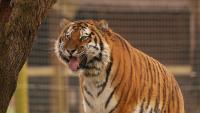 Witnesses describe Yorkshire Wildlife Park tiger victim's chilling final act before fatal mauling