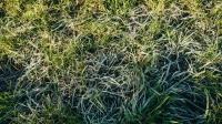 Protect your plants from dying over winter by doing 1 gardening job now
