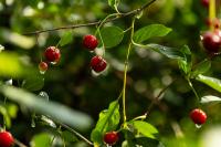 Rains split early Chilean cherries, threatening crop size in the central producing zone