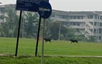 Seven-year-old Boy Injured In Stray Dog Attack At Lima Kedai