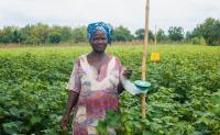 Togo: Togo's Cotton Farmers Rebuild Soils And Cut Pest Treatments