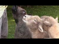 New Kentucky Lawn Care Service Uses Sheep To Mow