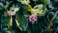 Gardeners urged to do important task before temperatures drop to 3C