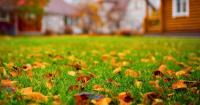 Gardeners urged to remove one natural item on struggling lawns as autumn begins