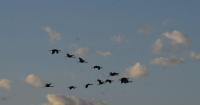 Sandhill Cranes begin migration to wintering grounds in Mexico, Florida and California