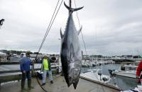 Massive Tuna caught off New Hampshire coast fails to set new record due to technicality