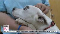 Pets of the Week: October 12