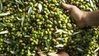 Jerash anticipates a bountiful olive season, with production expected to rise by 20%