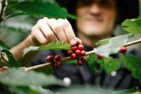 Coffee Is Now Growing in Sicily After a Century of Failed Attempts, and Scientists Say Climate Change Is Making It All Possible