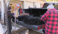 What you need to know: Bear hunt returns with tighter rules across New Jersey