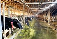 Taiwan to start exporting breeding cattle to Manila