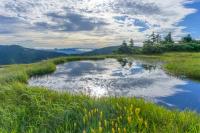 COP17: How to bridge the gap between nature ambition and action