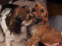 Scientists Create First Hypoallergenic Gene-Edited Dogs
