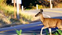NYSDOT Issues Warning to New York Drivers About Deer Season