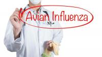 Avian flu cases confirmed in poultry in 5 European states