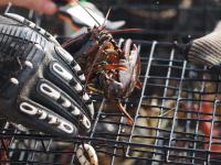Federal appeals court dismisses Maine lobstermen’s defamation case against Monterey Bay Aquarium