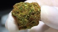 Study examines marijuana use and sleep quality