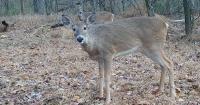 SIU zoology, computer science researchers team up for IDNR deer density study