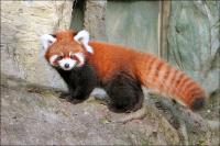 Taipei Zoo red panda adjusting well to Singapore
