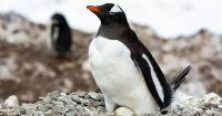 BAS researchers uncover chinstrap penguins massive colony decline in Antarctic volcanic island