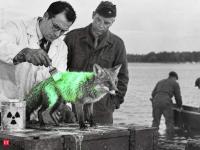 World War II's strangest plan: US spies wanted to use radioactive foxes against Japan but then an experiment went completely wrong