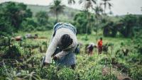 South African Agriculture: Land, Funding and Growth