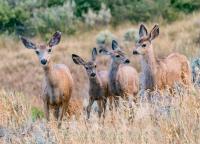 <![CDATA[New tool links wildfire smoke exposure to wildlife health and behavior]]>