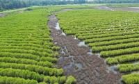 Carbon market seen as new driver for green transition