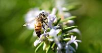 Scientists solve mystery behind honeybee's sting