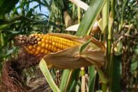 USDA raises corn production forecast, projects higher ending stocks 