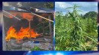Police destroy $26.8M worth of cannabis in Wiruni